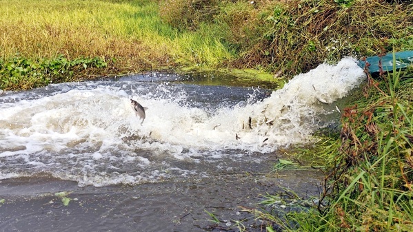 湖北大悟抽水蓄能項目部舉辦生態補償增殖放流活動 (3)_2.jpg